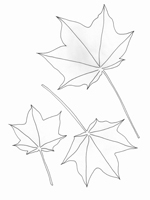 Acer cappadocium